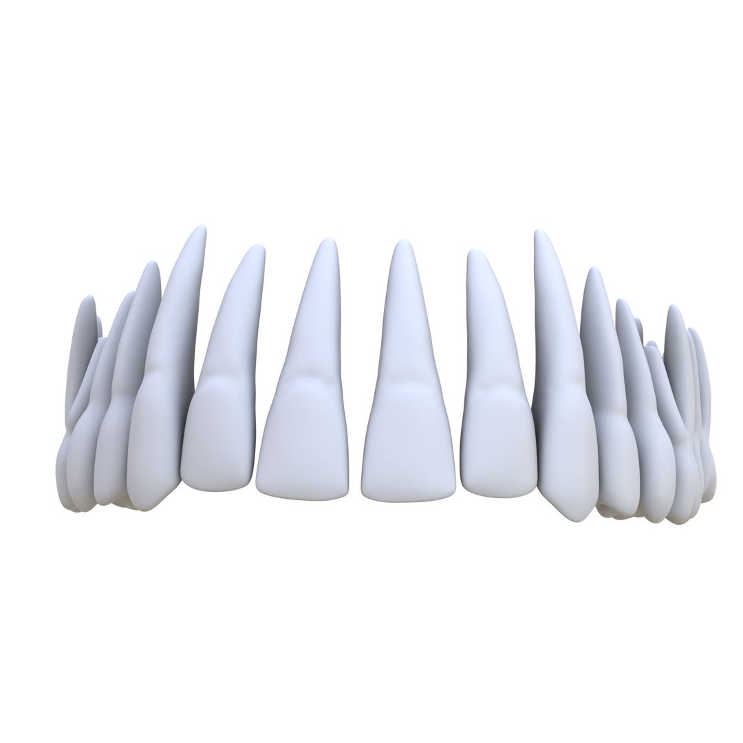 Human Teeth 3D Model – High Poly Realistic Collection, FBX, OBJ, Blender - View 9