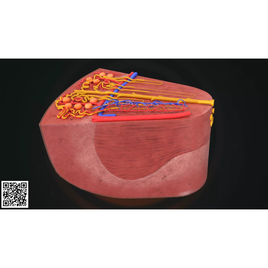 Human Kidney Nephron Anatomy 3D Model – Anatomically Accurate, PBR Textures - View 4