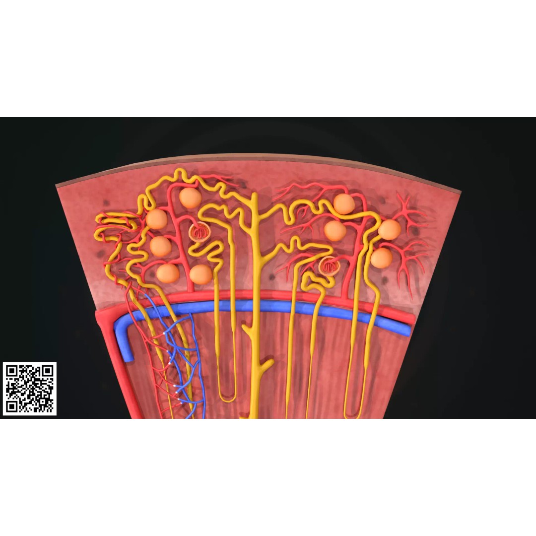 Human Kidney Nephron Anatomy 3D Model – Anatomically Accurate, PBR Textures - View 8