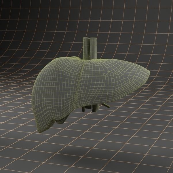 Liver and Gallbladder 3D Model – Low Poly Medical Anatomy, FBX, OBJ