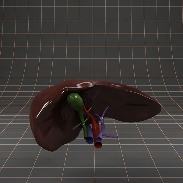 Liver and Gallbladder 3D Model – Low Poly Medical Anatomy, FBX, OBJ - View 10