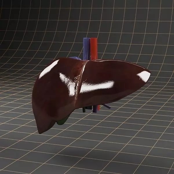 Liver and Gallbladder 3D Model – Low Poly Medical Anatomy, FBX, OBJ - View 2