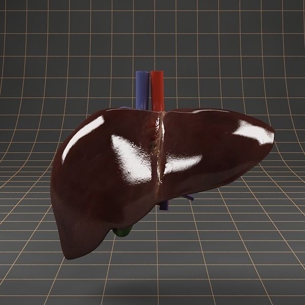 Liver and Gallbladder 3D Model – Low Poly Medical Anatomy, FBX, OBJ - View 3
