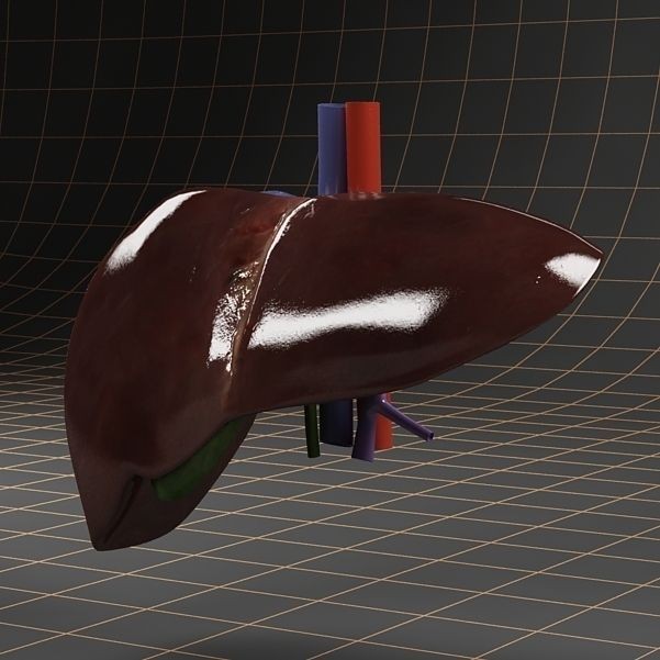 Liver and Gallbladder 3D Model – Low Poly Medical Anatomy, FBX, OBJ - View 4