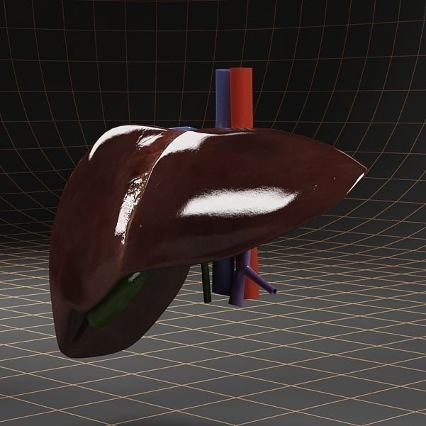 Liver and Gallbladder 3D Model – Low Poly Medical Anatomy, FBX, OBJ - View 5