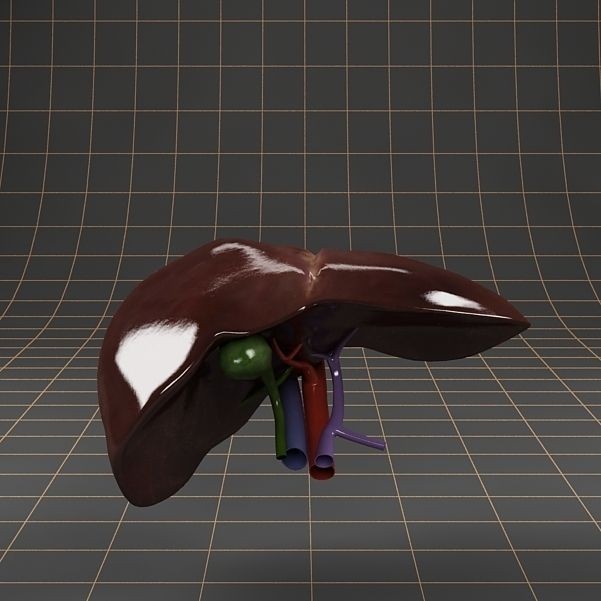 Liver and Gallbladder 3D Model – Low Poly Medical Anatomy, FBX, OBJ - View 6