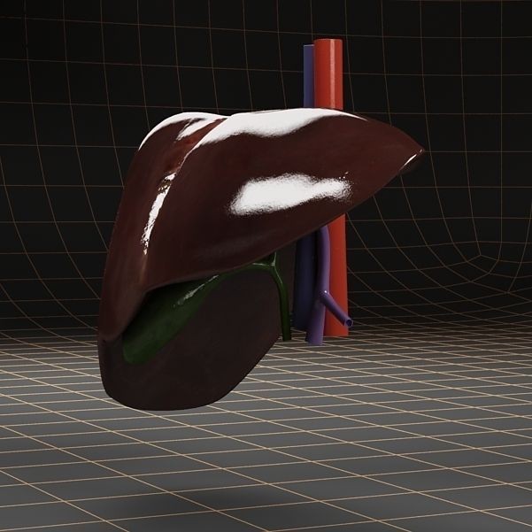 Liver and Gallbladder 3D Model – Low Poly Medical Anatomy, FBX, OBJ - View 7