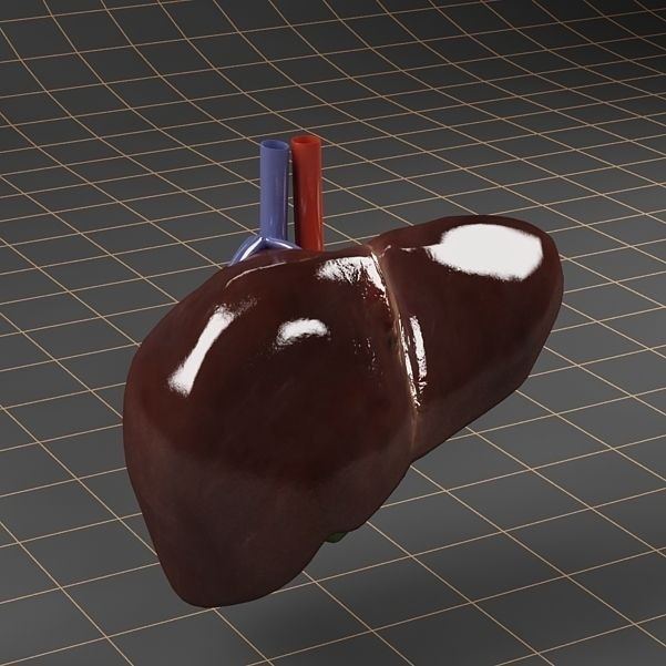 Liver and Gallbladder 3D Model – Low Poly Medical Anatomy, FBX, OBJ - View 8