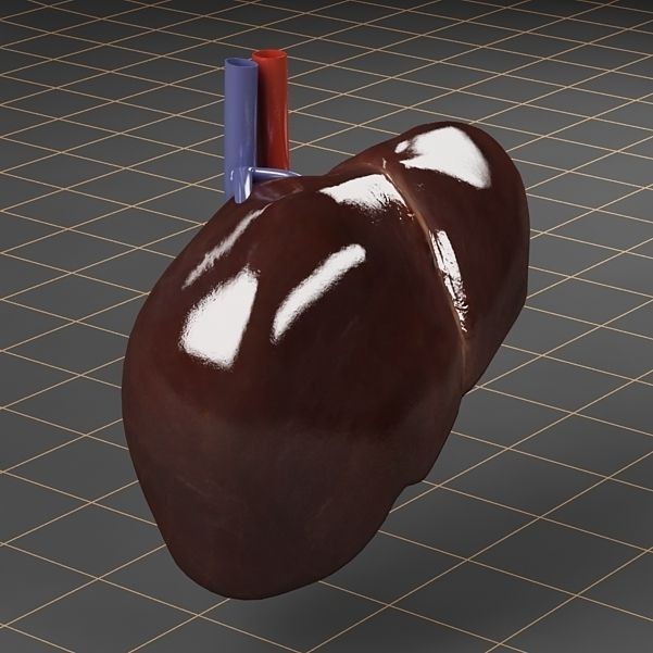 Liver and Gallbladder 3D Model – Low Poly Medical Anatomy, FBX, OBJ - View 9