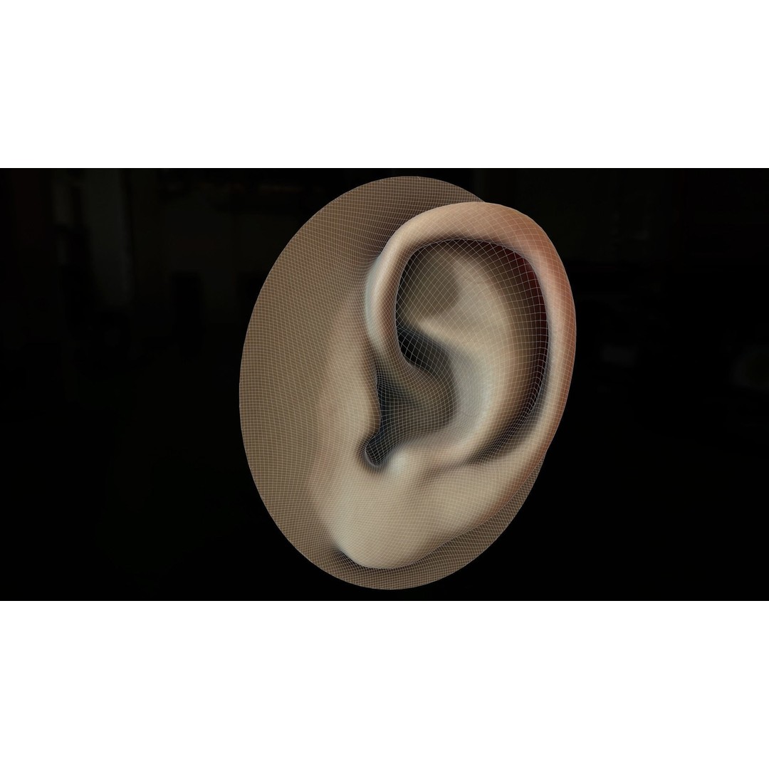 Realistic Human Ear 3D Model – High Poly PBR Asset, FBX, Game Ready - View 3