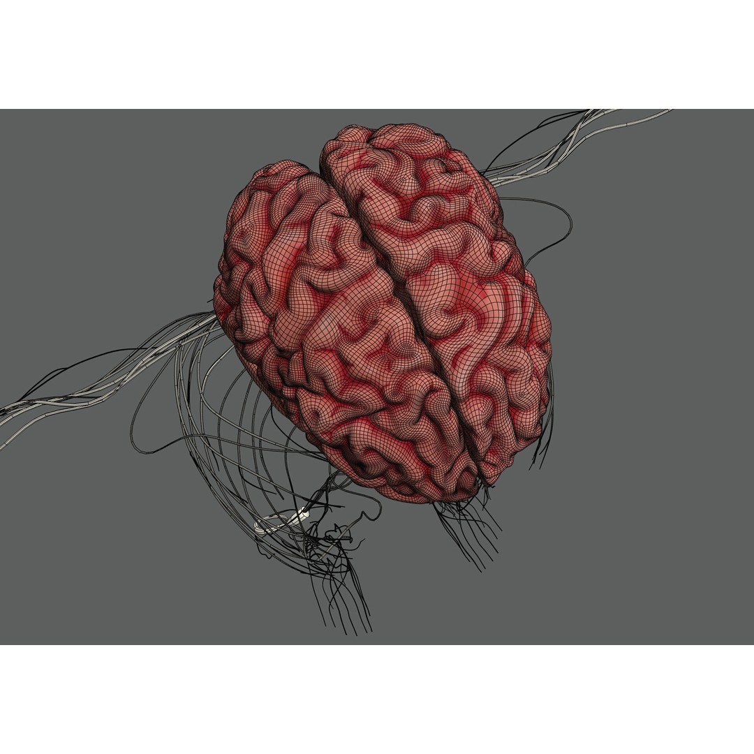 Human Female Nervous Anatomy 3D Model – Detailed PBR Character Asset, FBX, OBJ