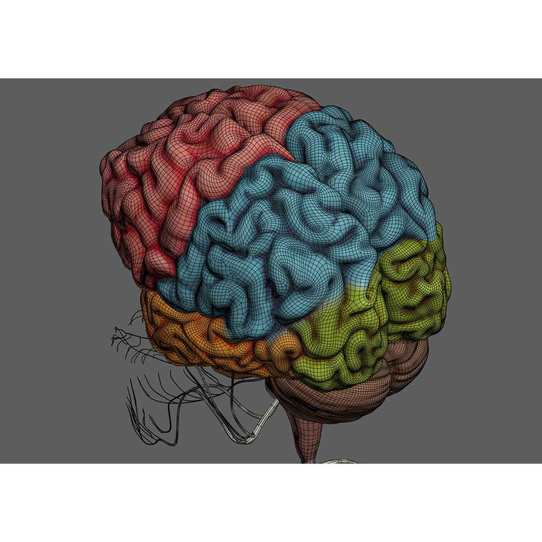 Human Female Nervous Anatomy 3D Model – Detailed PBR Character Asset, FBX, OBJ - View 13