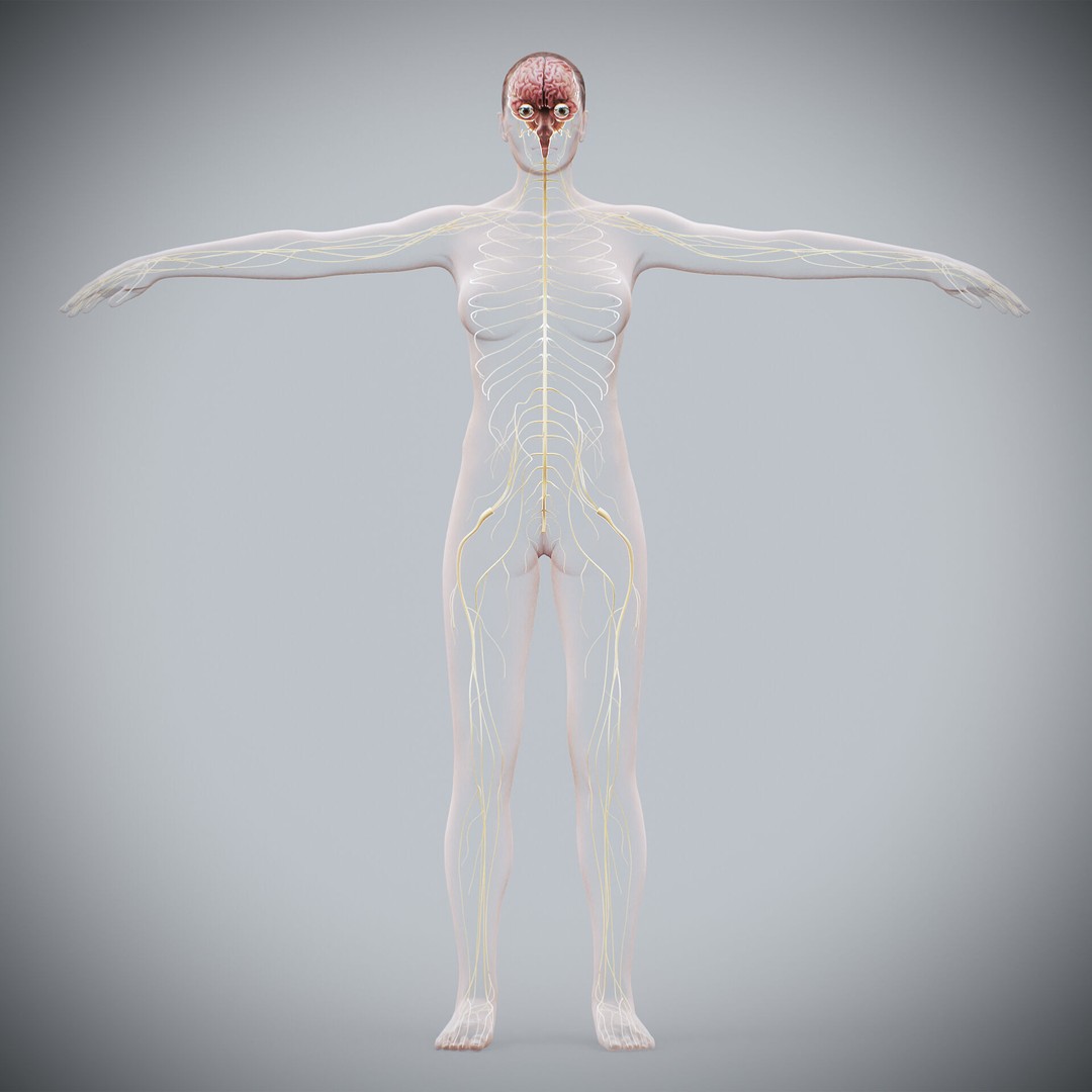 Human Female Nervous Anatomy 3D Model – Detailed PBR Character Asset, FBX, OBJ - View 14