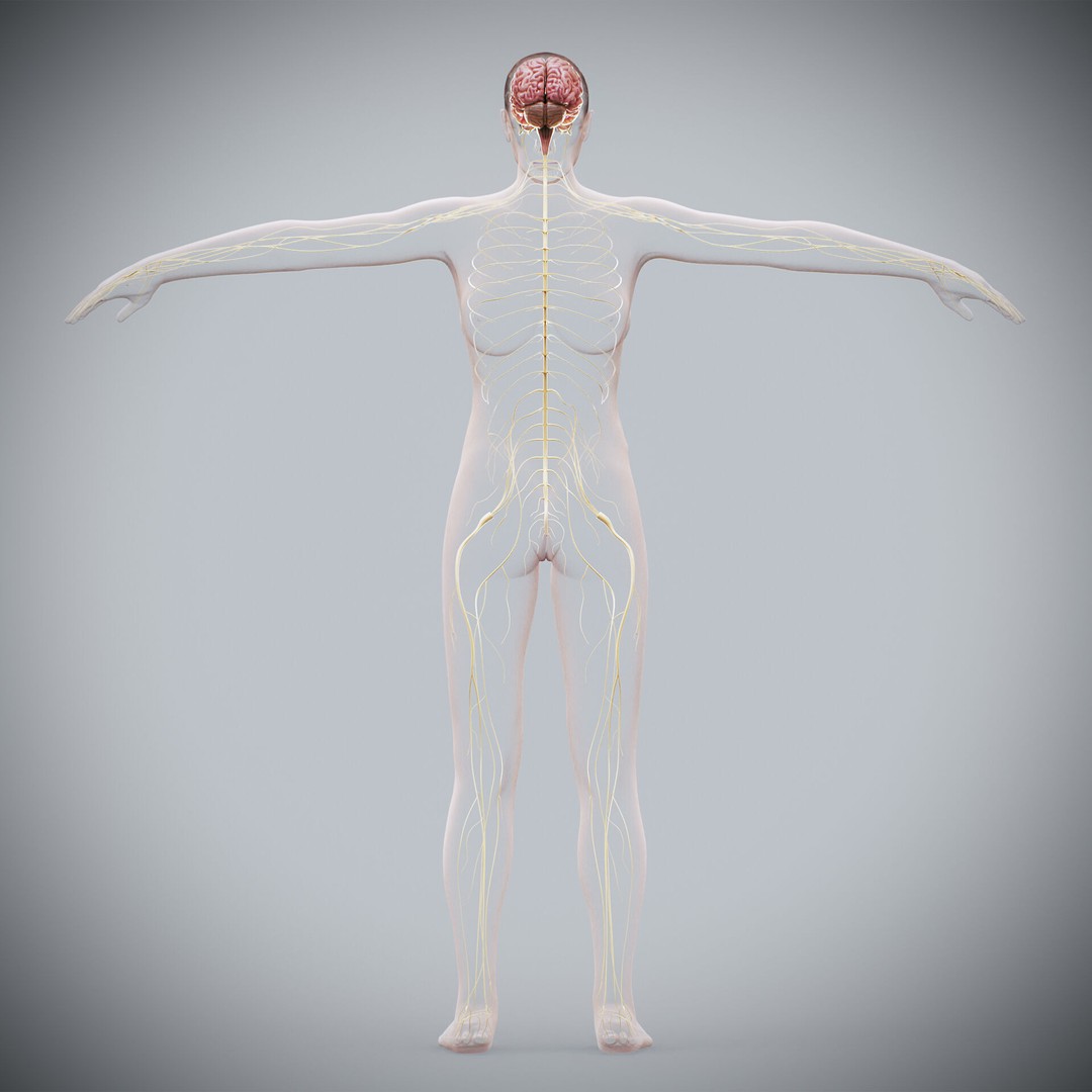 Human Female Nervous Anatomy 3D Model – Detailed PBR Character Asset, FBX, OBJ - View 15