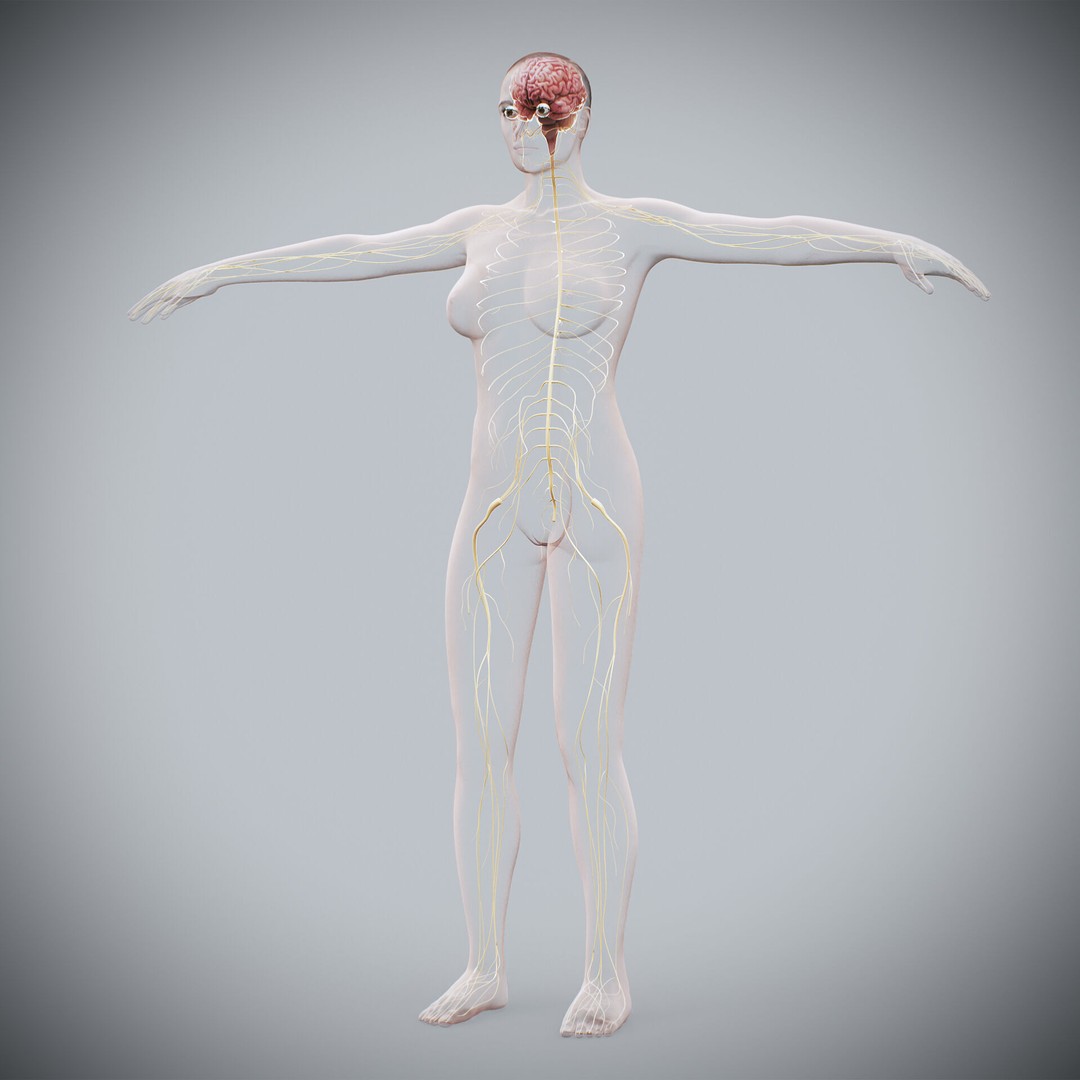 Human Female Nervous Anatomy 3D Model – Detailed PBR Character Asset, FBX, OBJ - View 16