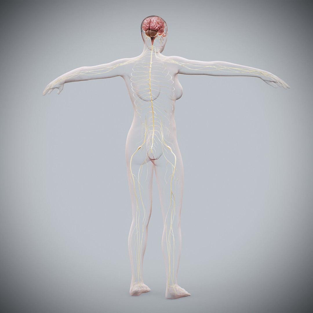 Human Female Nervous Anatomy 3D Model – Detailed PBR Character Asset, FBX, OBJ - View 19