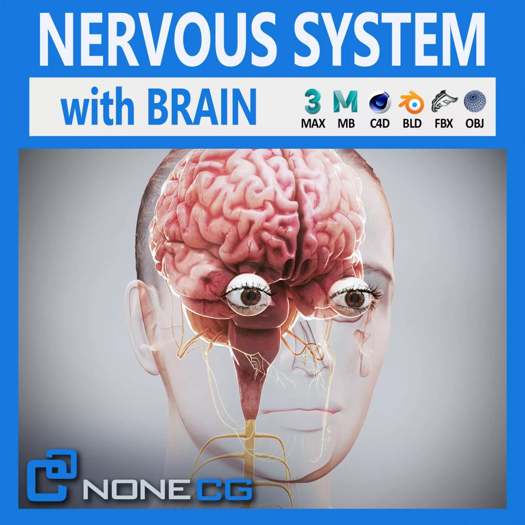 Human Female Nervous Anatomy 3D Model – Detailed PBR Character Asset, FBX, OBJ - View 2