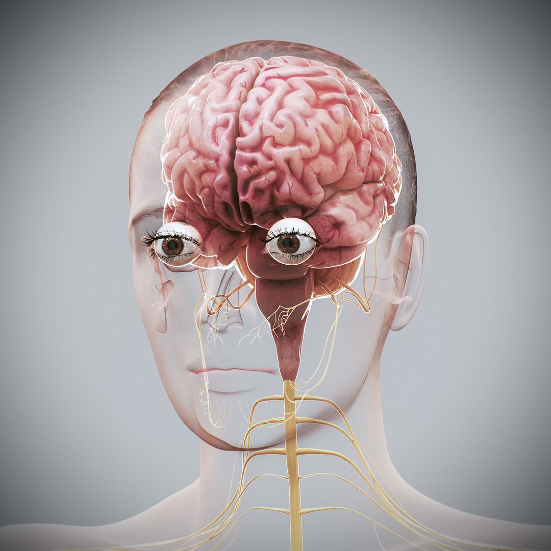 Human Female Nervous Anatomy 3D Model – Detailed PBR Character Asset, FBX, OBJ - View 21