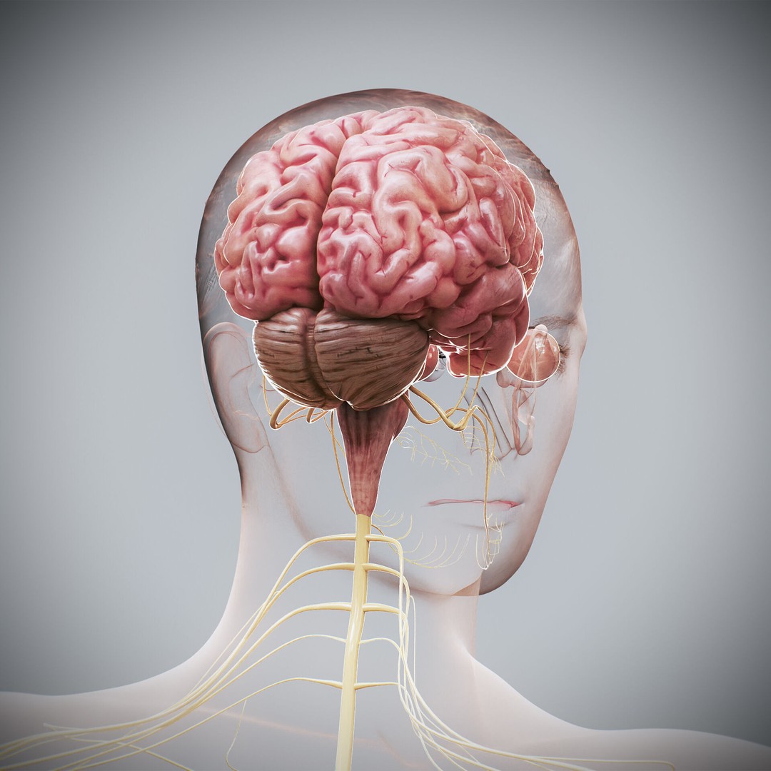Human Female Nervous Anatomy 3D Model – Detailed PBR Character Asset, FBX, OBJ - View 22