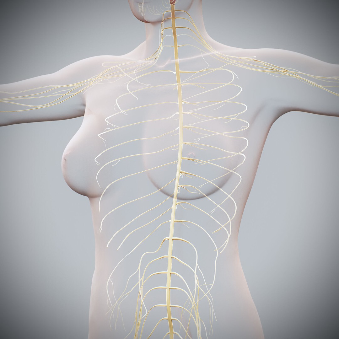 Human Female Nervous Anatomy 3D Model – Detailed PBR Character Asset, FBX, OBJ - View 23