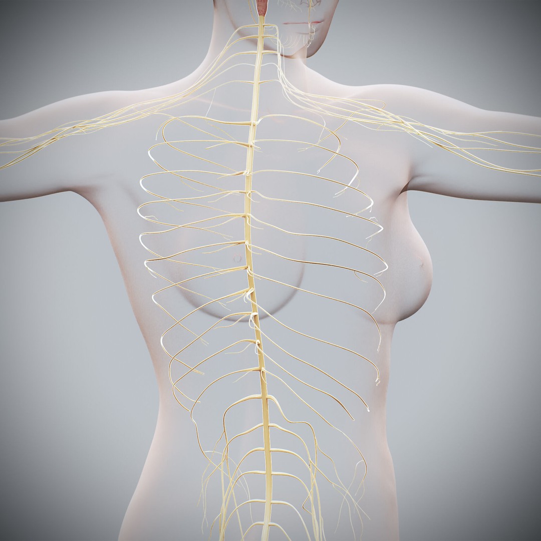Human Female Nervous Anatomy 3D Model – Detailed PBR Character Asset, FBX, OBJ - View 24