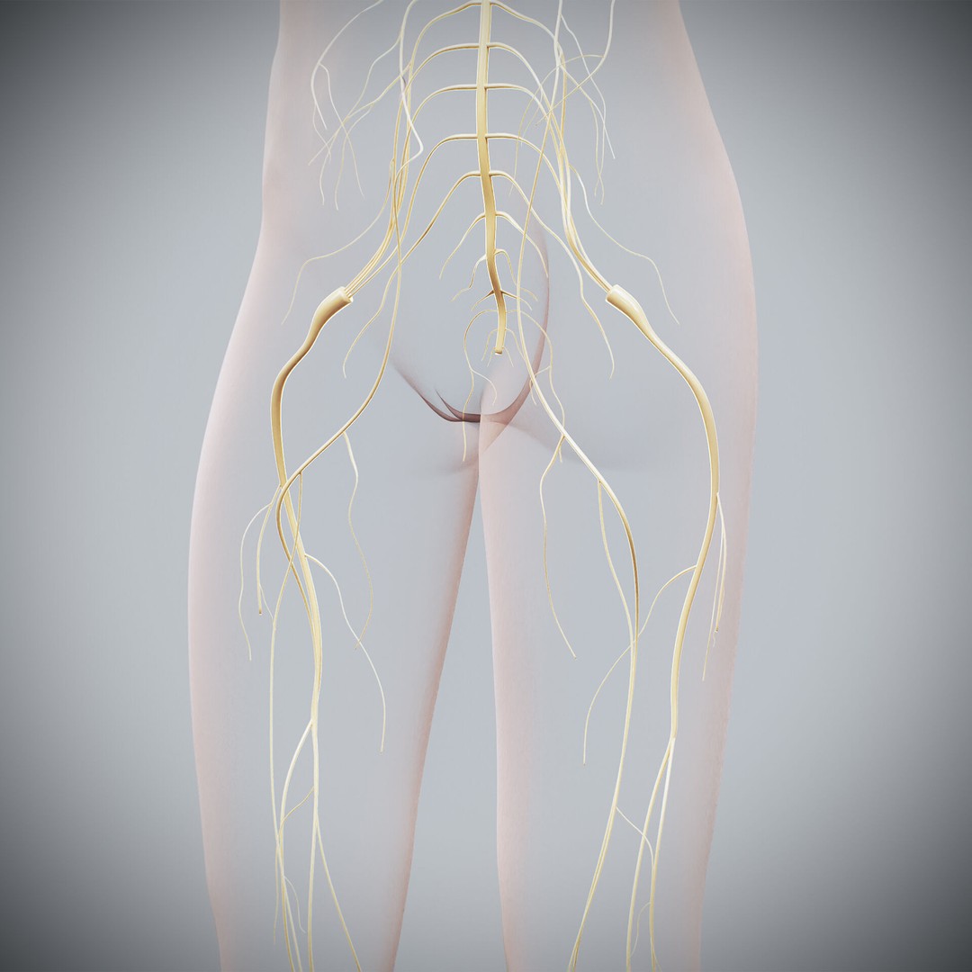 Human Female Nervous Anatomy 3D Model – Detailed PBR Character Asset, FBX, OBJ - View 25