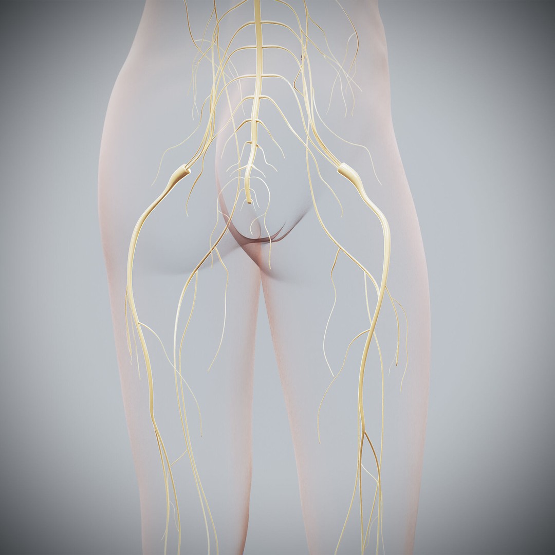 Human Female Nervous Anatomy 3D Model – Detailed PBR Character Asset, FBX, OBJ - View 26
