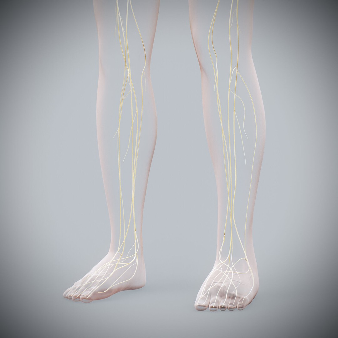 Human Female Nervous Anatomy 3D Model – Detailed PBR Character Asset, FBX, OBJ - View 27