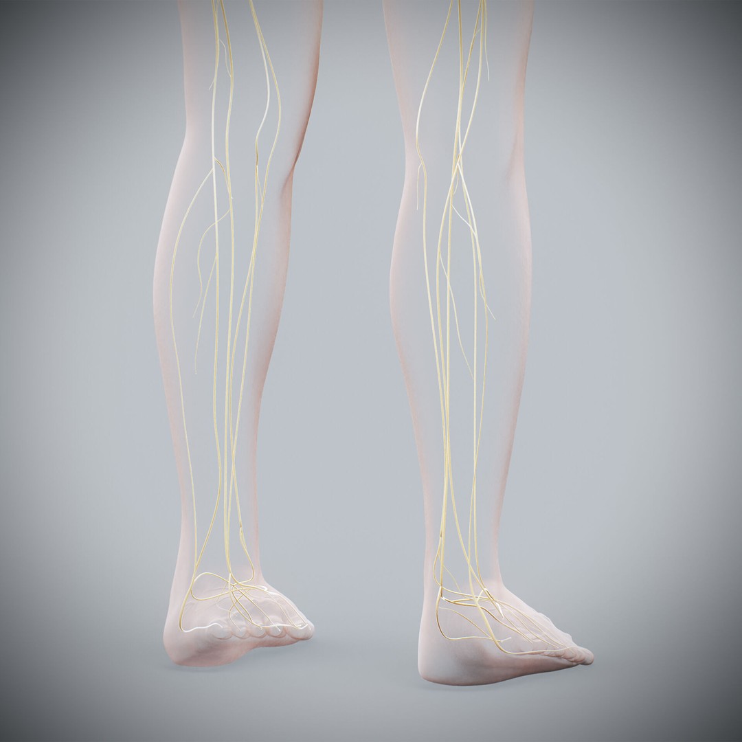 Human Female Nervous Anatomy 3D Model – Detailed PBR Character Asset, FBX, OBJ - View 28