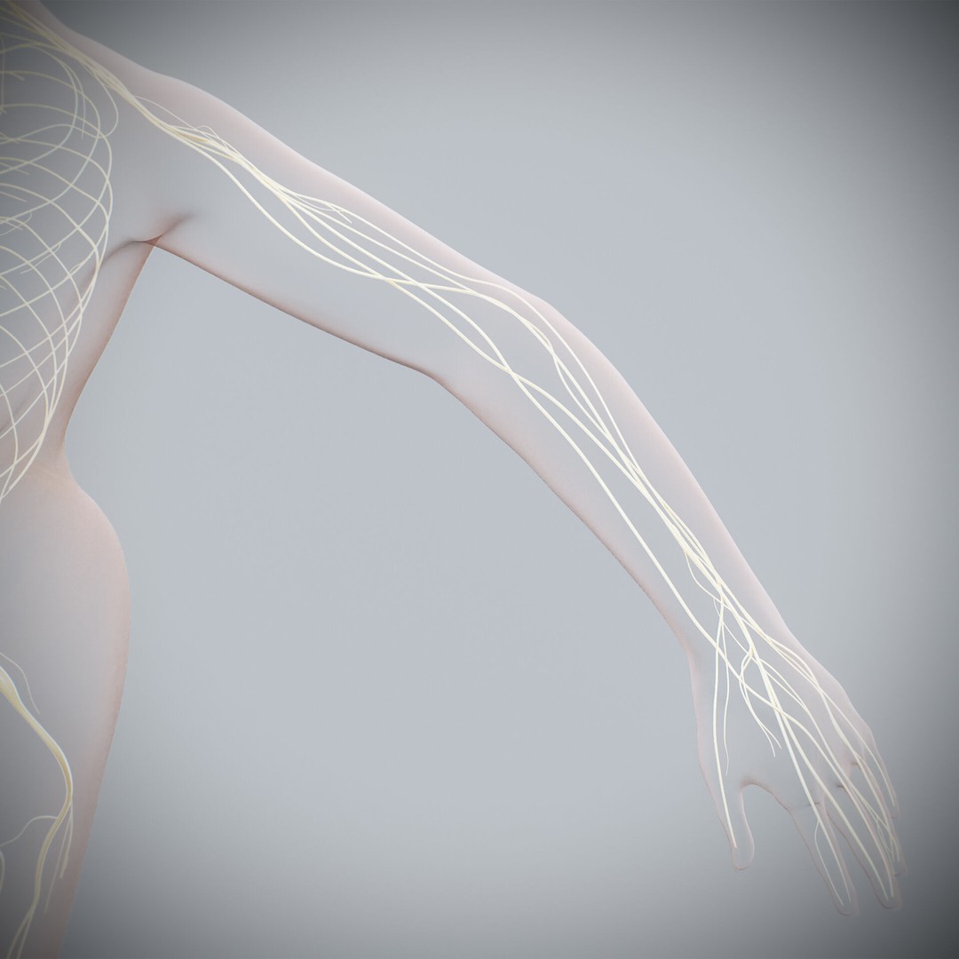 Human Female Nervous Anatomy 3D Model – Detailed PBR Character Asset, FBX, OBJ - View 29