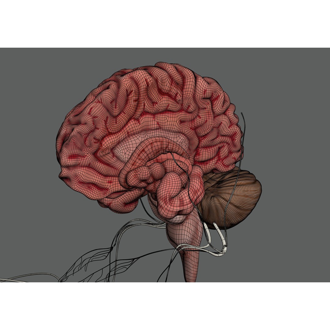 Human Female Nervous Anatomy 3D Model – Detailed PBR Character Asset, FBX, OBJ - View 4
