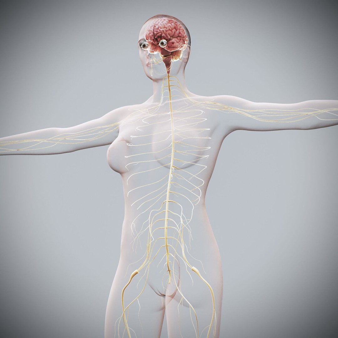 Human Female Nervous Anatomy 3D Model – Detailed PBR Character Asset, FBX, OBJ - View 6