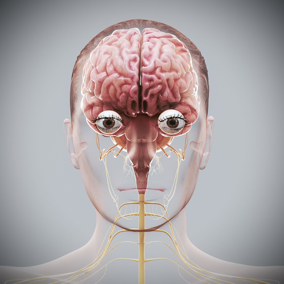 Human Female Nervous Anatomy 3D Model – Detailed PBR Character Asset, FBX, OBJ - View 7