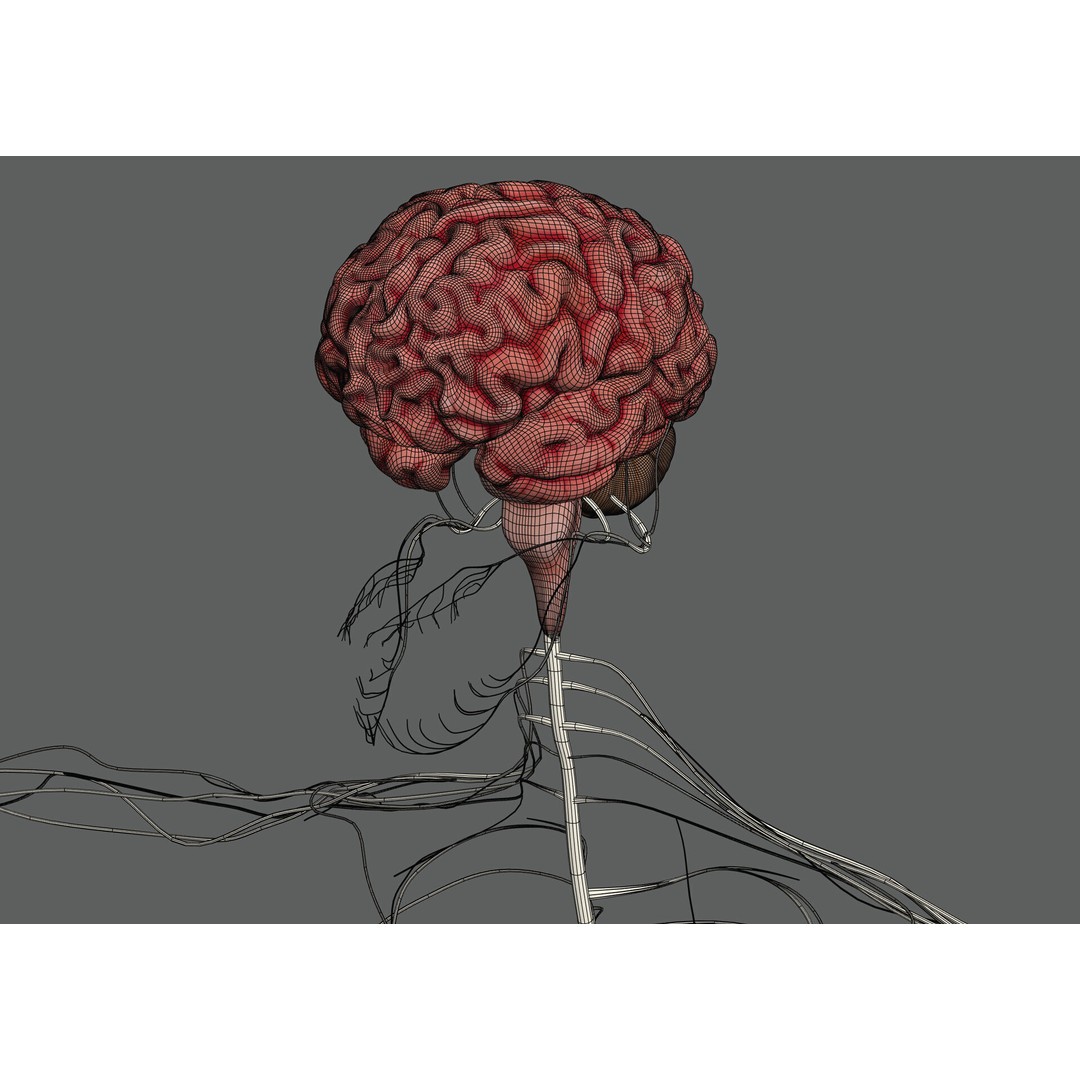 Human Female Nervous Anatomy 3D Model – Detailed PBR Character Asset, FBX, OBJ - View 8