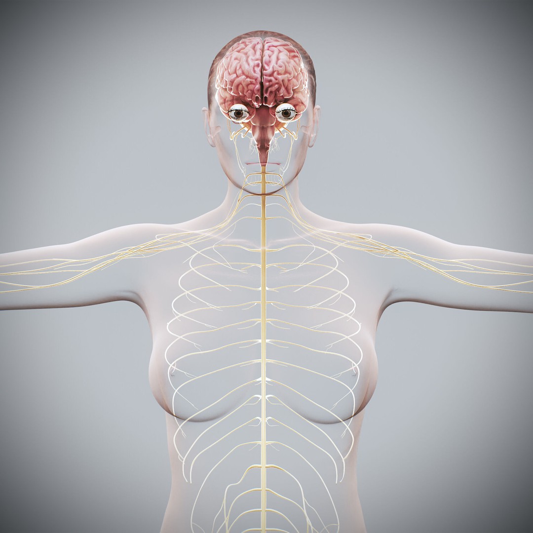 Human Female Nervous Anatomy 3D Model – Detailed PBR Character Asset, FBX, OBJ - View 9