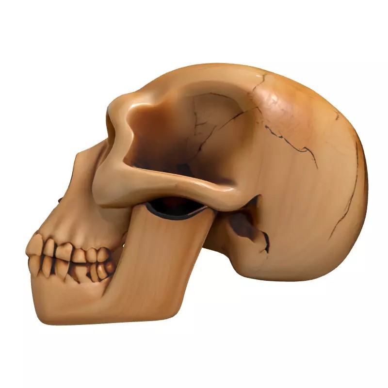 Stylized Wooden Skull 3D Model – Low Poly Game Asset, PBR Textures - View 6