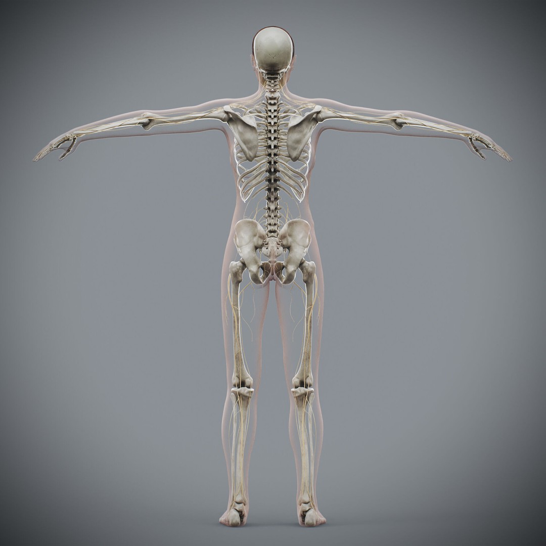 Human Female Anatomy 3D Model – Detailed Skeletal and Nervous Systems, FBX - View 10