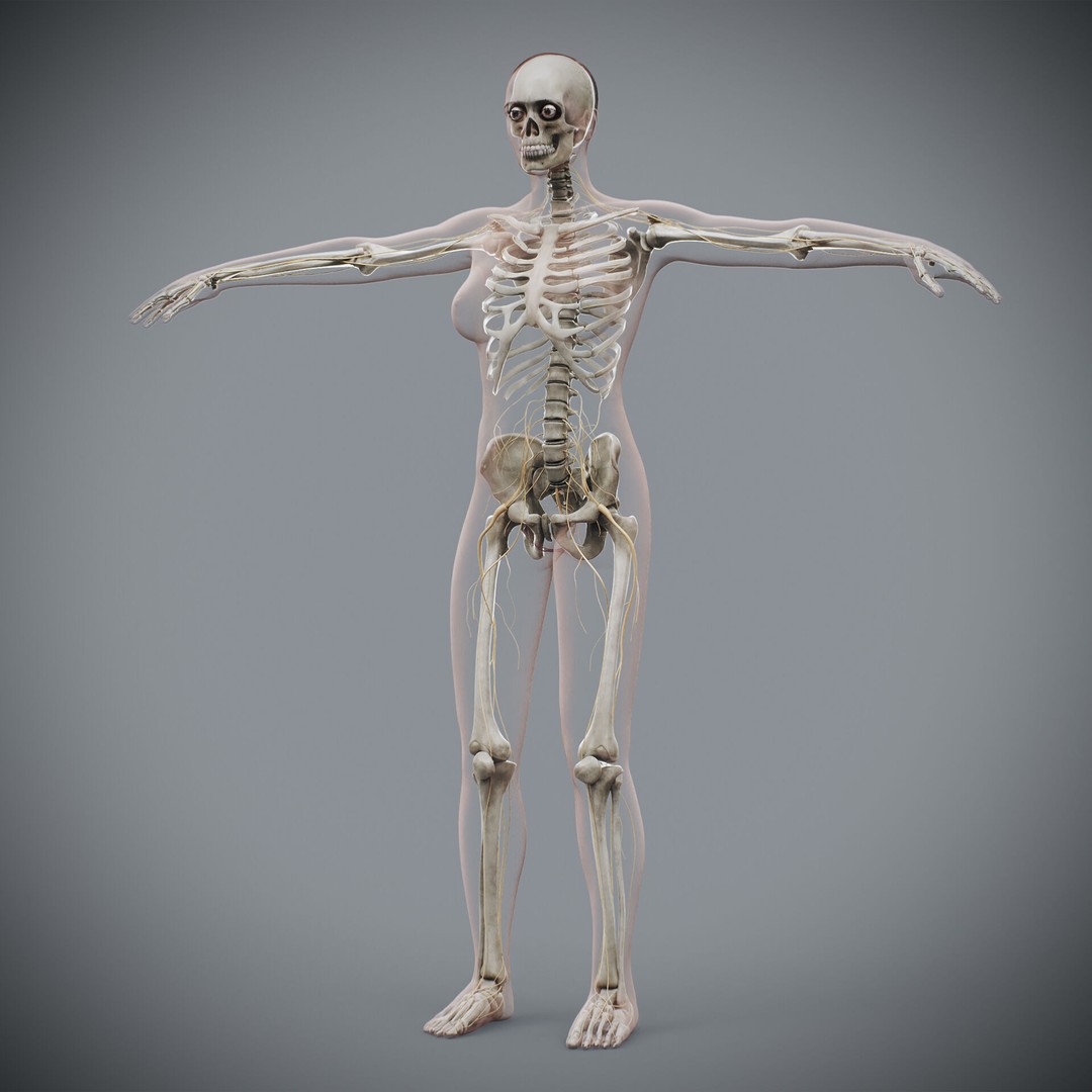 Human Female Anatomy 3D Model – Detailed Skeletal and Nervous Systems, FBX - View 11