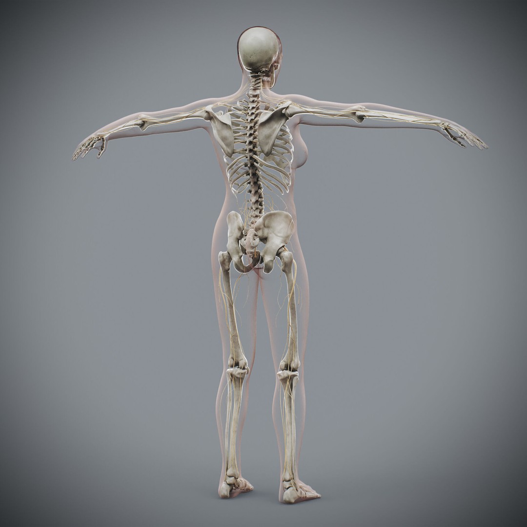 Human Female Anatomy 3D Model – Detailed Skeletal and Nervous Systems, FBX - View 12
