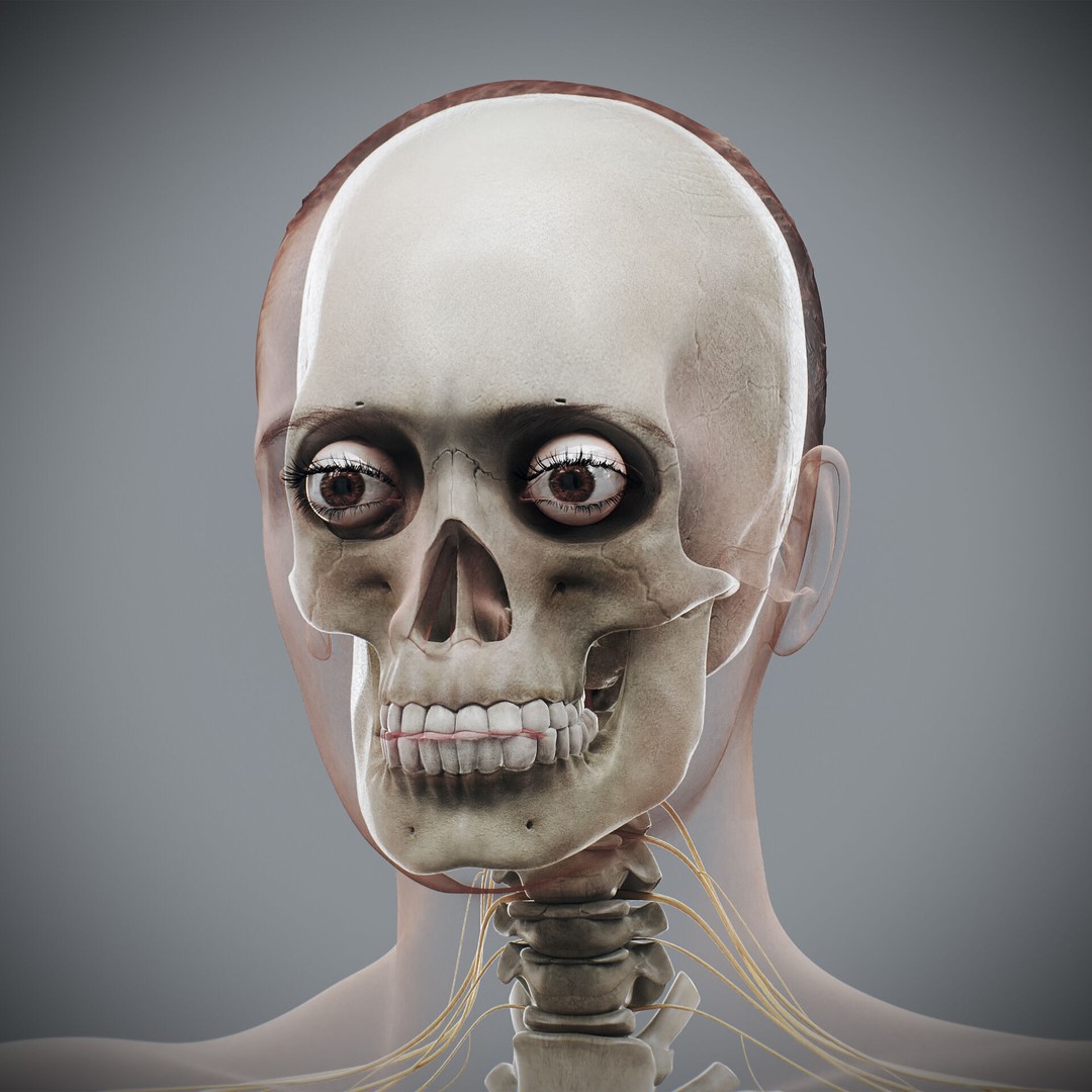 Human Female Anatomy 3D Model – Detailed Skeletal and Nervous Systems, FBX - View 13