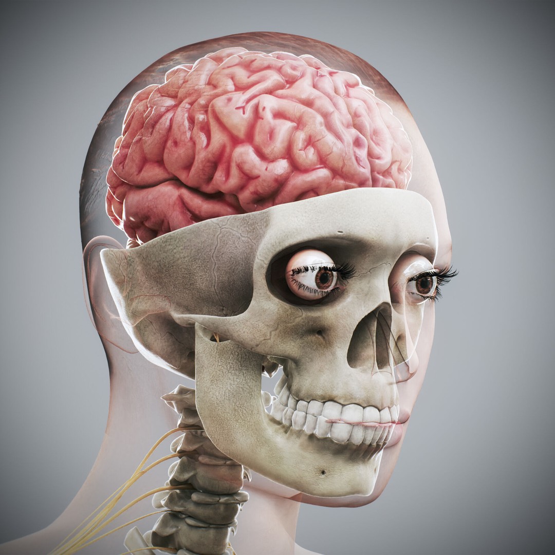 Human Female Anatomy 3D Model – Detailed Skeletal and Nervous Systems, FBX - View 14