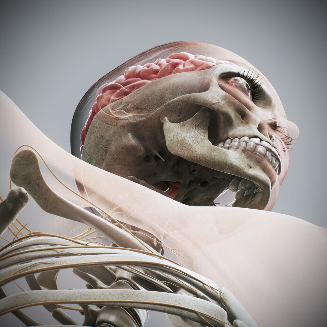 Human Female Anatomy 3D Model – Detailed Skeletal and Nervous Systems, FBX - View 15