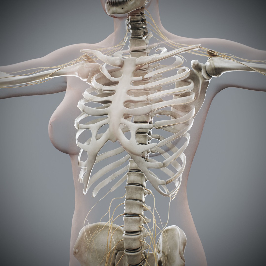 Human Female Anatomy 3D Model – Detailed Skeletal and Nervous Systems, FBX - View 17