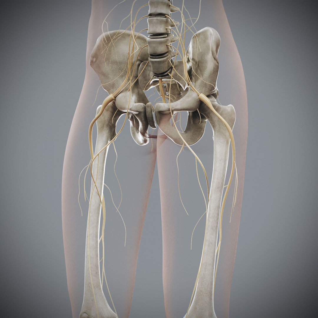 Human Female Anatomy 3D Model – Detailed Skeletal and Nervous Systems, FBX - View 19