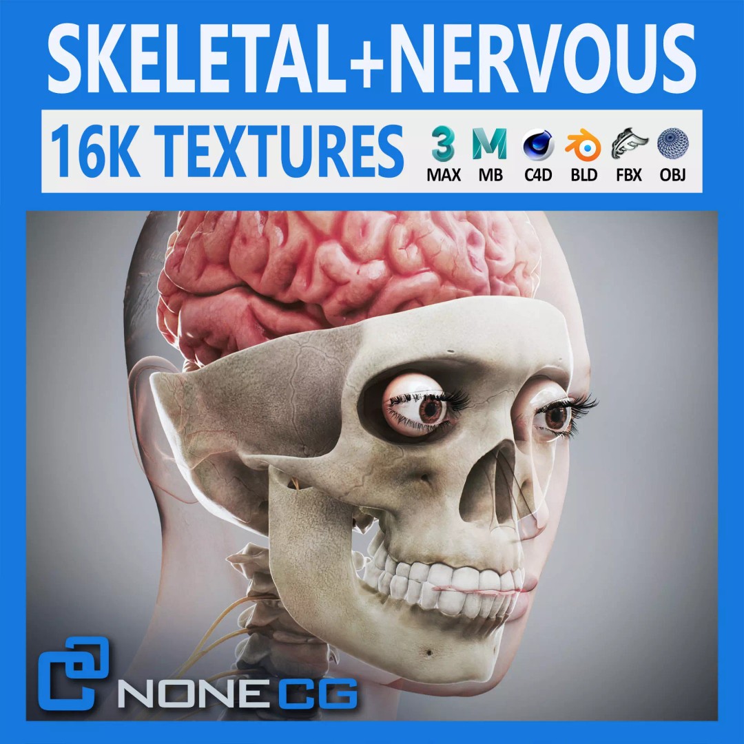 Human Female Anatomy 3D Model – Detailed Skeletal and Nervous Systems, FBX - View 2