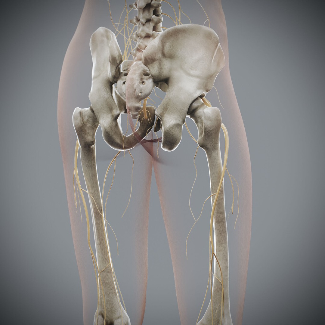 Human Female Anatomy 3D Model – Detailed Skeletal and Nervous Systems, FBX - View 20