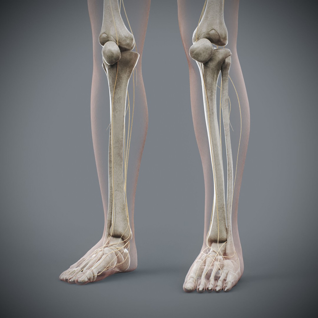 Human Female Anatomy 3D Model – Detailed Skeletal and Nervous Systems, FBX - View 21