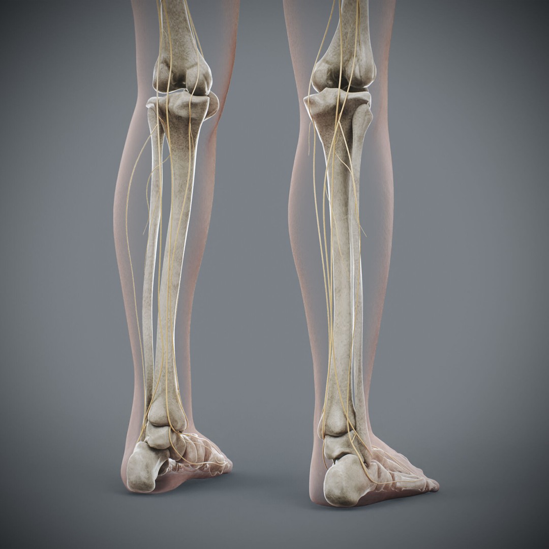 Human Female Anatomy 3D Model – Detailed Skeletal and Nervous Systems, FBX - View 22