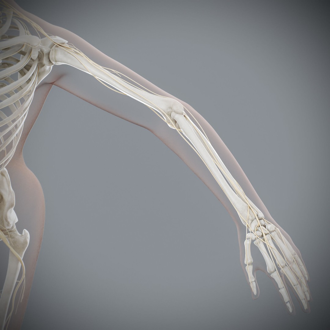 Human Female Anatomy 3D Model – Detailed Skeletal and Nervous Systems, FBX - View 23