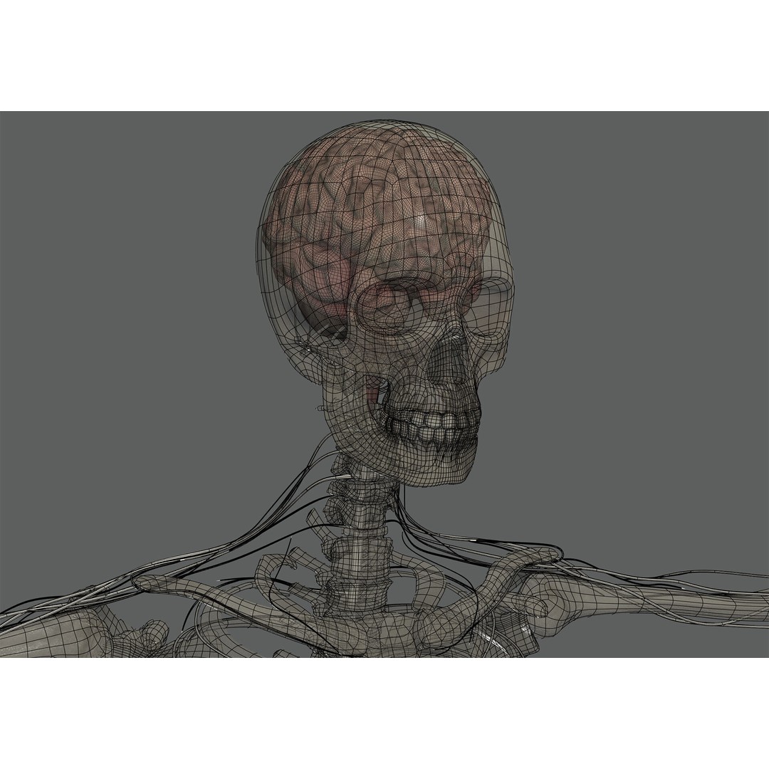 Human Female Anatomy 3D Model – Detailed Skeletal and Nervous Systems, FBX - View 26